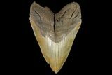 Serrated, Fossil Megalodon Tooth - One Of The Largest We've Had! #156542-1